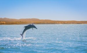 گشت یک روزه قشم